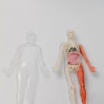 Affected Organs: Which Body Organs Does Mesothelioma Mainly Impact?