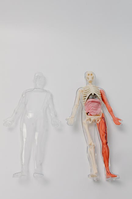 Affected Organs: Which Body Organs Does Mesothelioma Mainly Impact?